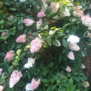 Hydrangea paniculata 'Vanille fraise'
