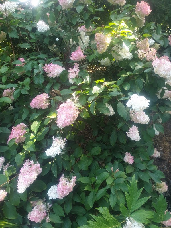 Hydrangea paniculata 'Vanille fraise' Hydrangea paniculata 'Vanille fraise'