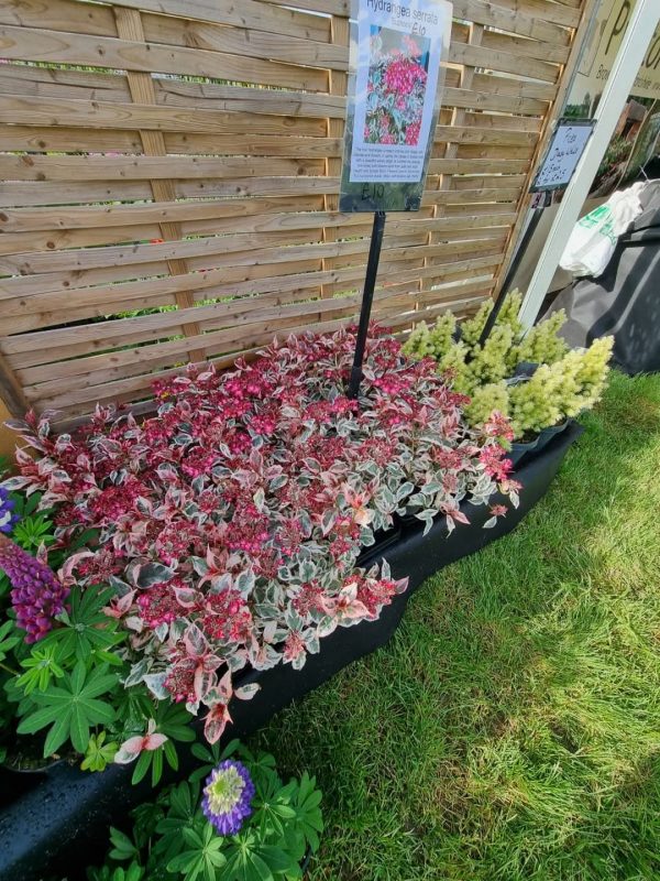 Hydrangea serrata 'Euphoria Pink' Hydrangea serrata 'Euphoria Pink'