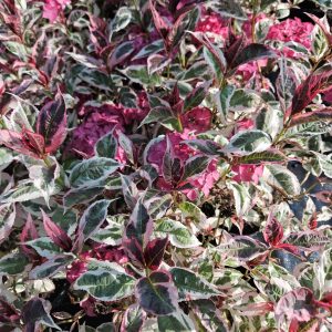 Hydrangea serrata 'Euphoria Pink'
