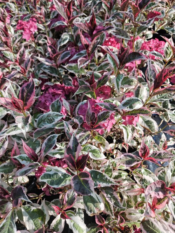 Hydrangea serrata 'Euphoria Pink'2 Hydrangea serrata 'Euphoria Pink'
