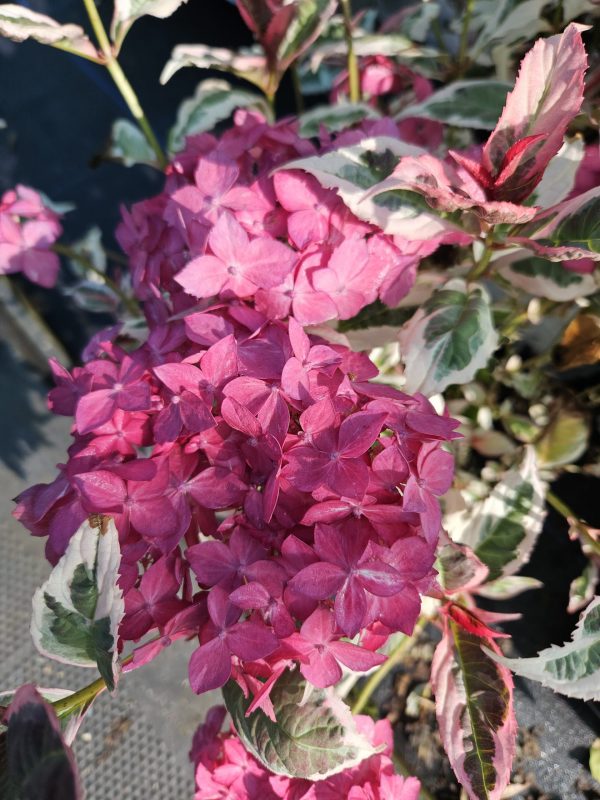 Hydrangea serrata 'Euphoria Pink'3 Hydrangea serrata 'Euphoria Pink'