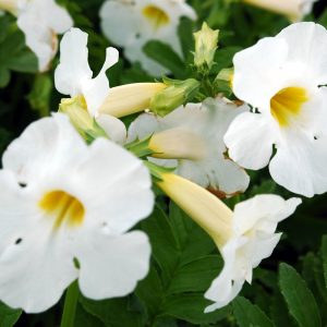 Incarvillea delavayi 'Snowtop'