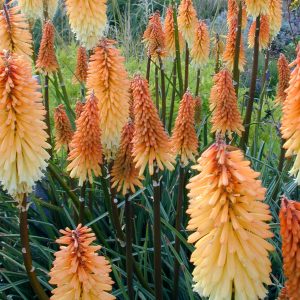 Kniphofia 'Tawny King'