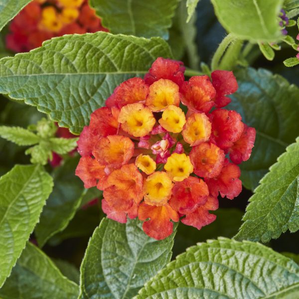 Lantana x hybrida Evita 'Fire'