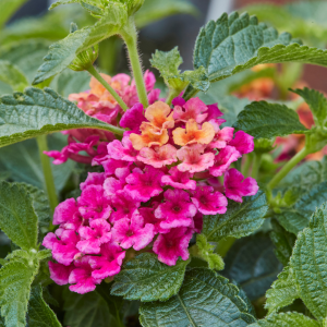 Lantana x hybrida Evita 'Magenta'