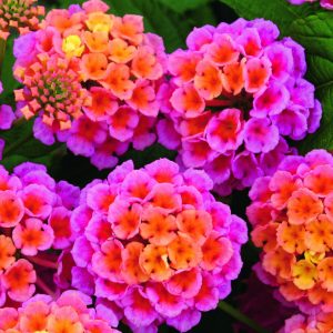 Lantana x hybrida Evita
