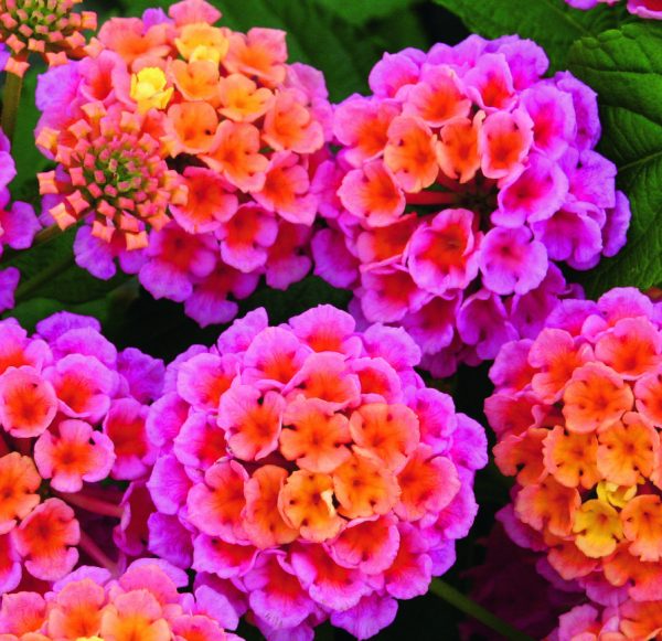 Lantana x hybrida Evita 'Rose' Lantana x hybrida Evita