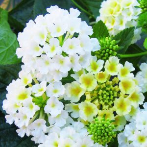 Lantana x hybrida Evita 'White'