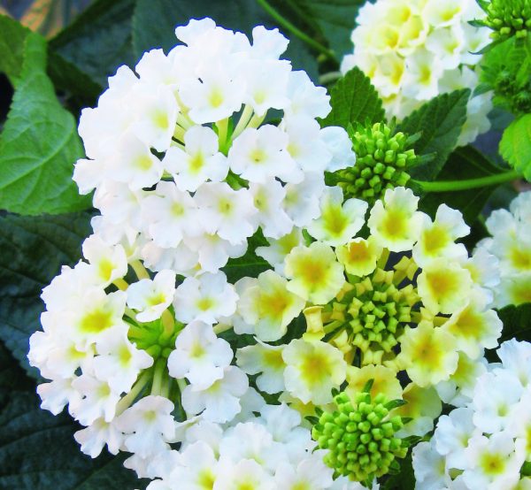 Lantana x hybrida Evita 'White' Lantana x hybrida Evita 'White'