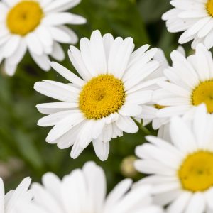 Leucanthemum 'Becky'