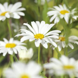 Leucanthemum x superbum 'Alaska'
