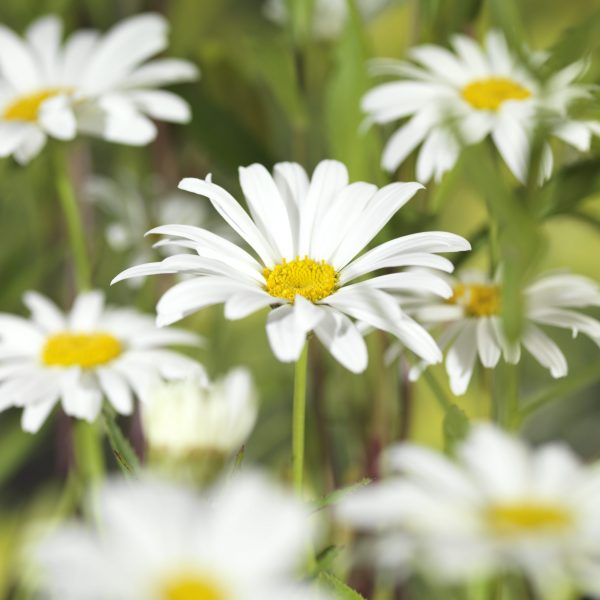 Leucanthemum x superbum 'Alaska' Leucanthemum x superbum 'Alaska'