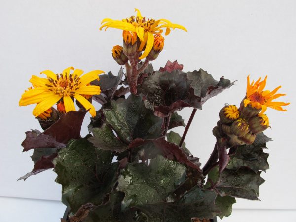 Ligularia 'Pandora'