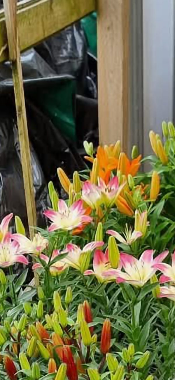 Lillium 'Lollipop' 2 Lillium 'Lollipop'