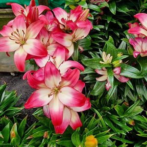 Lillium 'Lollipop'