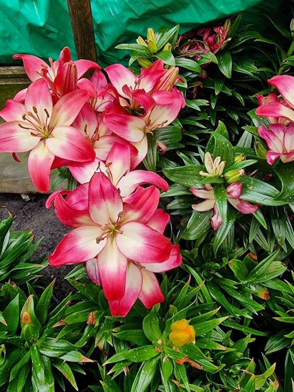 Lillium 'Lollipop' Lillium 'Lollipop'