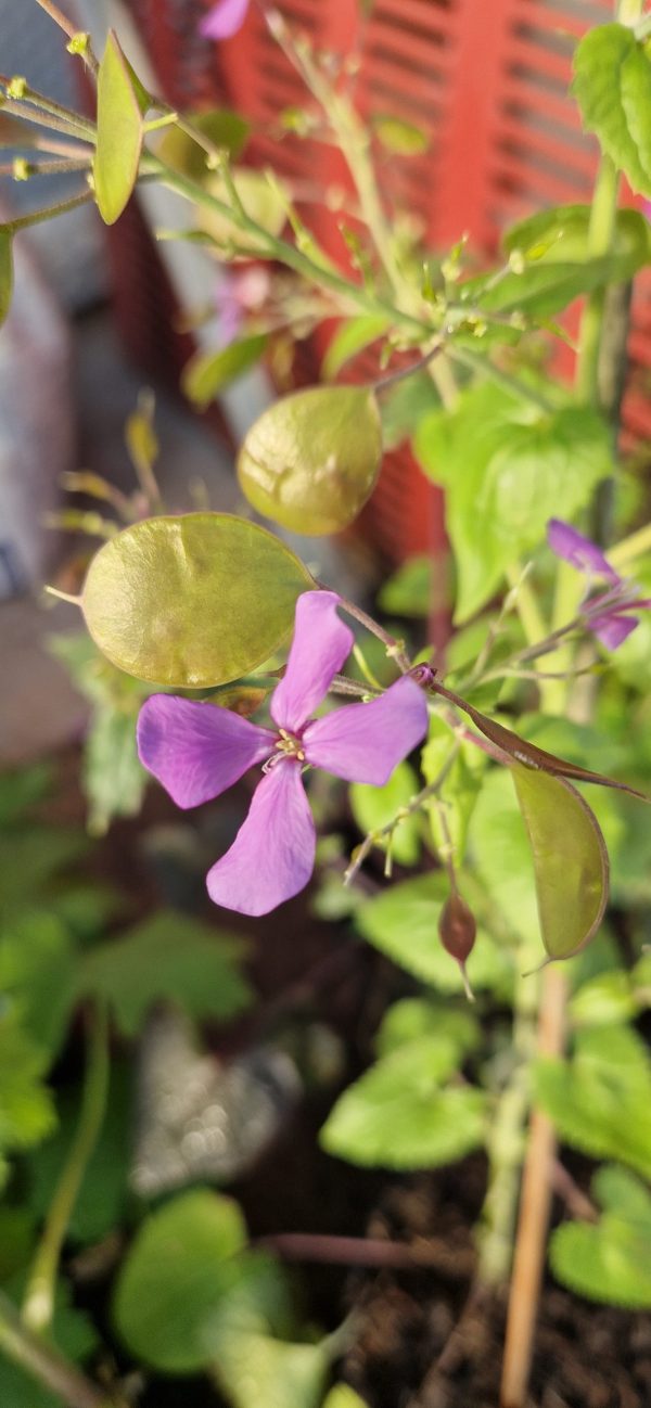 Lunaria annua 'Corfu Blue'