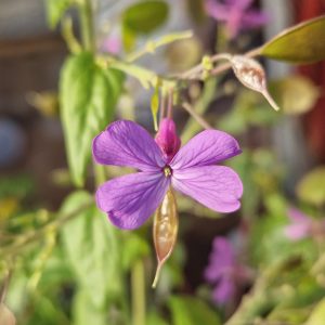 Lunaria annua 'Corfu Blue'