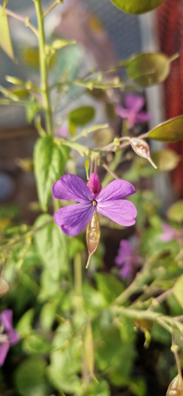 Lunaria annua 'Corfu Blue'