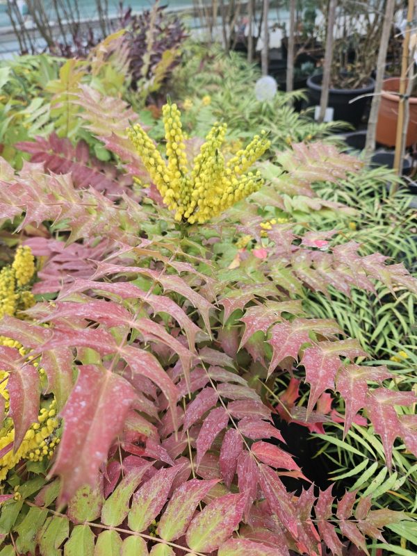 Mahonia x media 'Charity' Mahonia x media 'Charity'