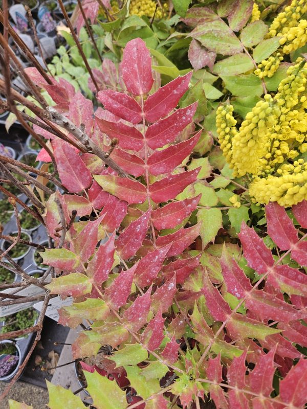 Mahonia x media 'Charity'2 Mahonia x media 'Charity'