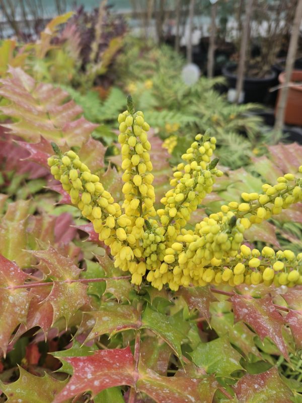 Mahonia x media 'Charity'3 Mahonia x media 'Charity'