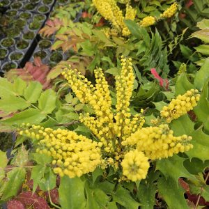 Mahonia x media 'Charity'