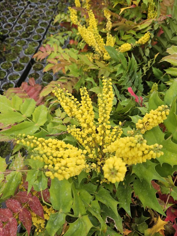 Mahonia x media 'Charity'4 Mahonia x media 'Charity'