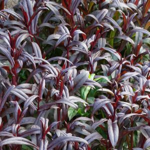 Penstemon 'Dark Towers'