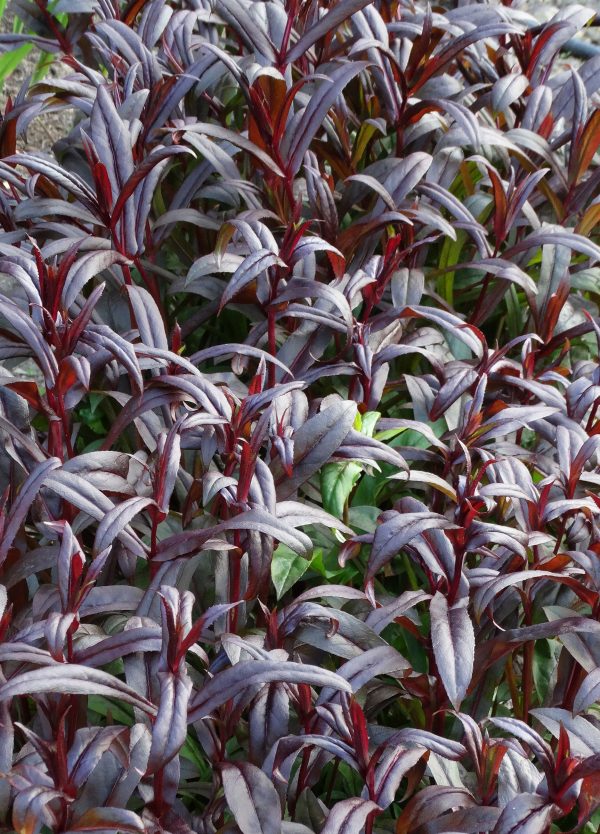 Penstemon 'Dark Towers' Penstemon 'Dark Towers'