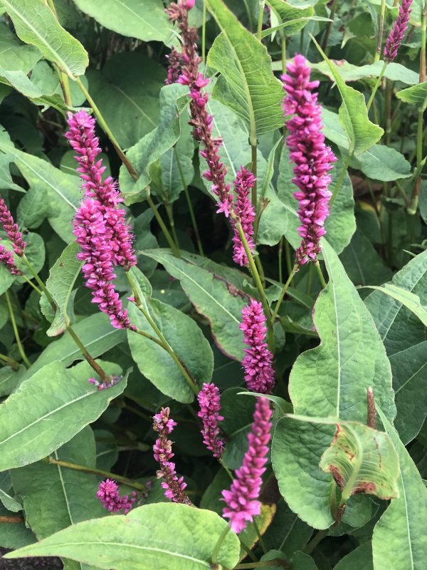 Persicaria amplexicaulis 'Amethyst Summer'