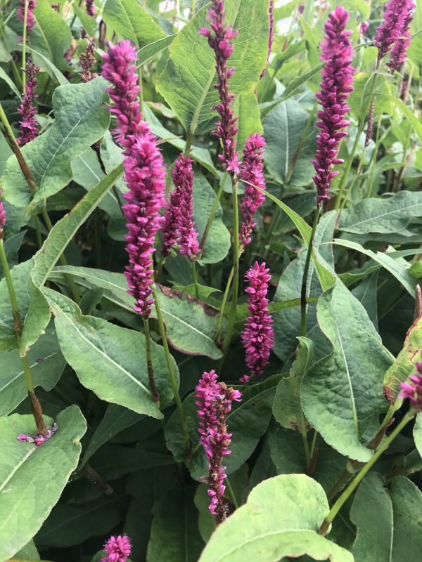 Persicaria amplexicaulis 'Amethyst Summer'