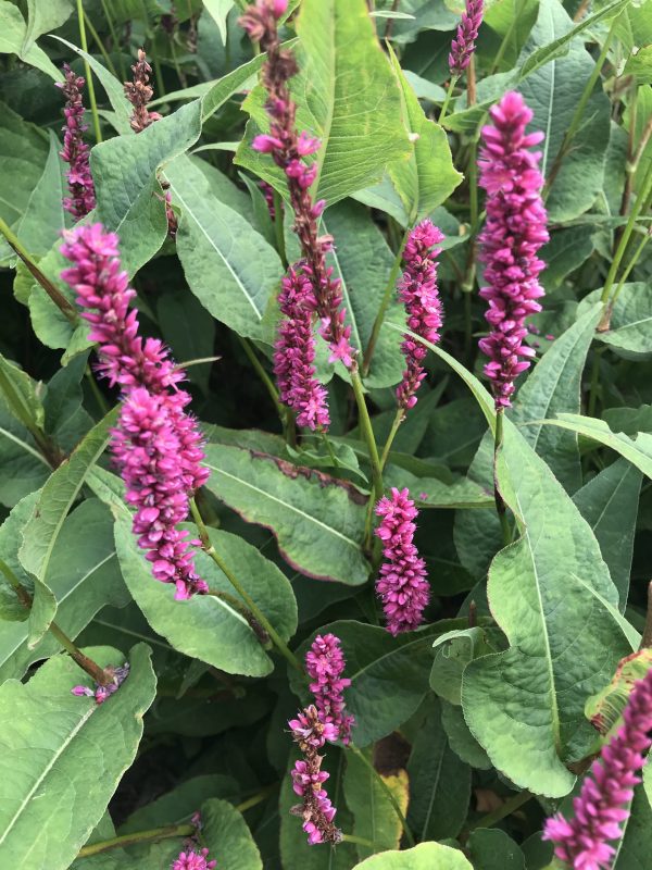 Persicaria amplexicaulis 'Amethyst Summer'
