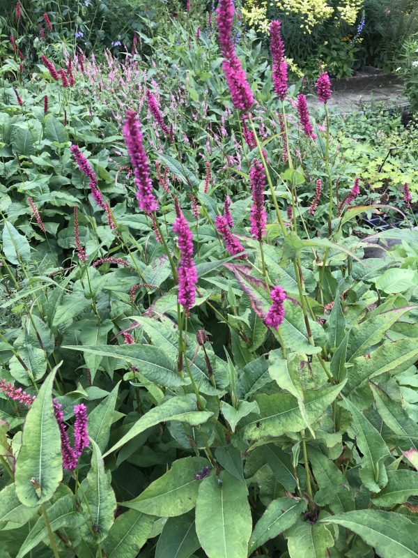 Persicaria amplexicaulis 'Amethyst Summer'