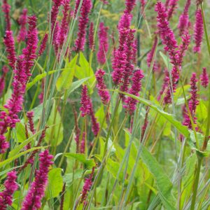 Persicaria amplexicaulis 'Amethyst Summer'