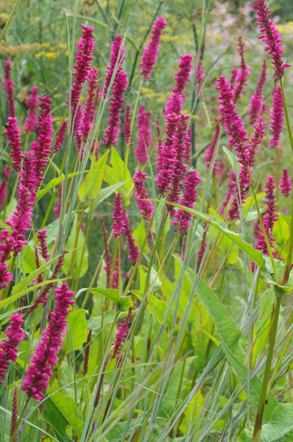 Persicaria amplexicaulis 'Amethyst Summer'