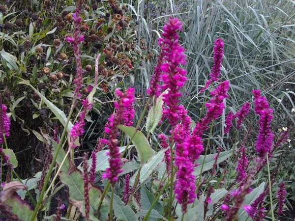 Persicaria amplexicaulis 'Amethyst Summer'