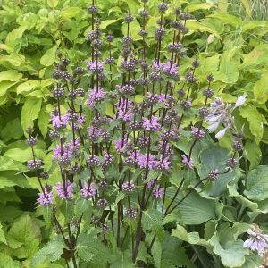 Phlomoides tuberosa 'Prima Donna'