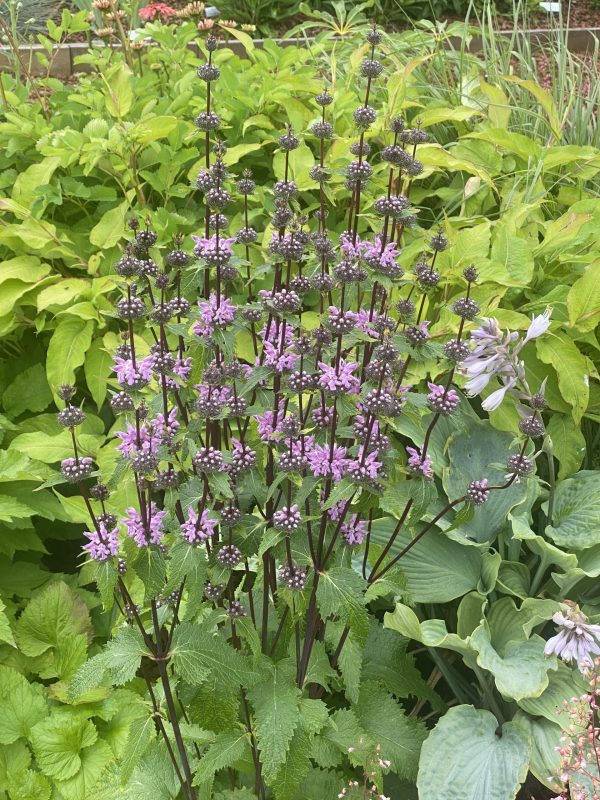 Phlomoides tuberosa 'Prima Donna' Phlomoides tuberosa 'Prima Donna'