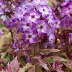 Phlox 'Olympus'