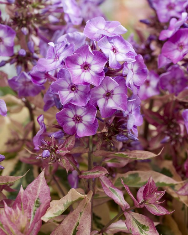 Phlox 'Olympus'