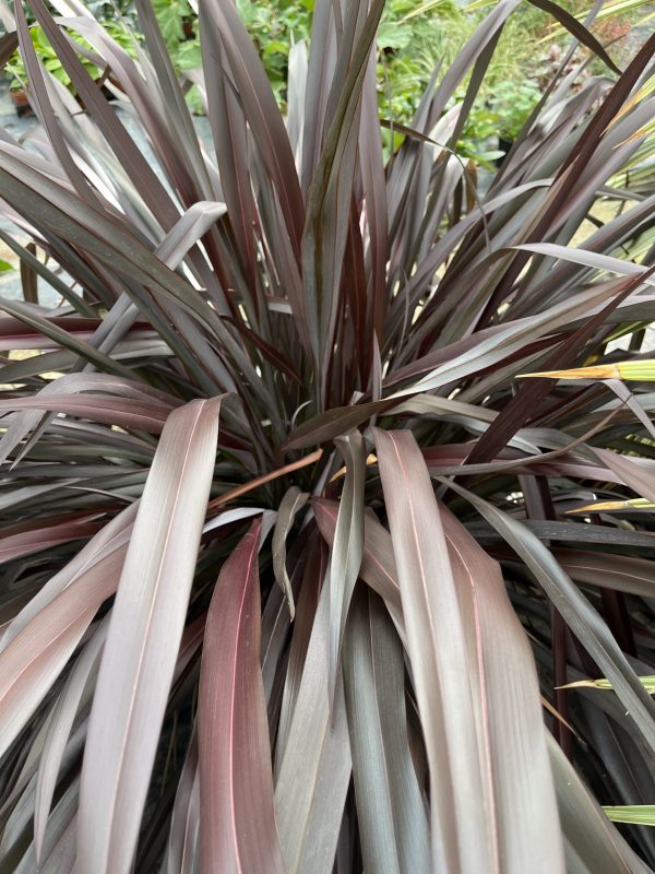 Phormium tenax 'All Black'2 Phormium tenax 'All Black'