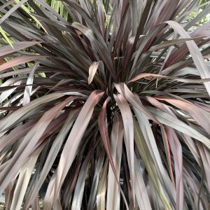 Phormium tenax 'All Black'