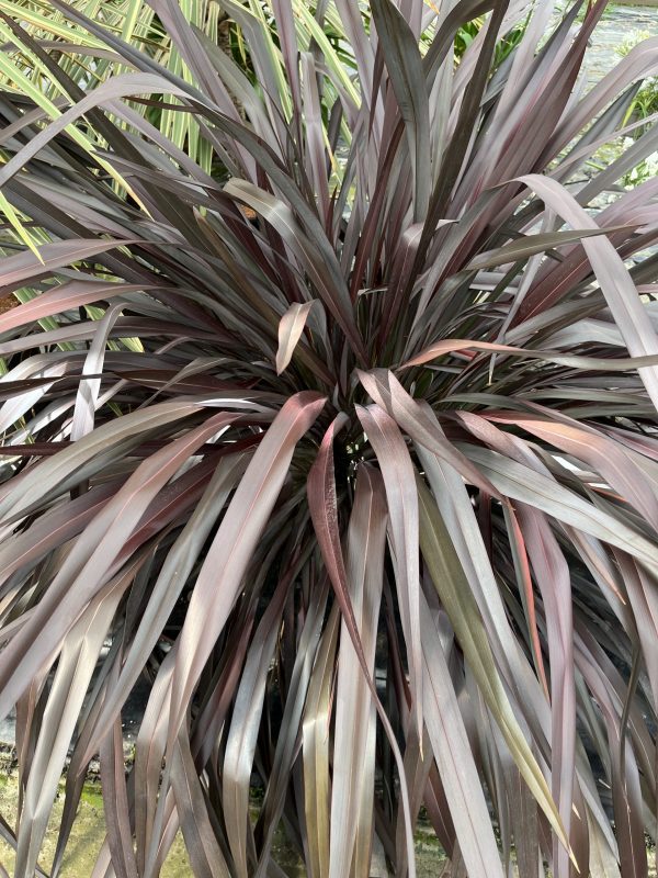 Phormium tenax 'All Black'3 Phormium tenax 'All Black'