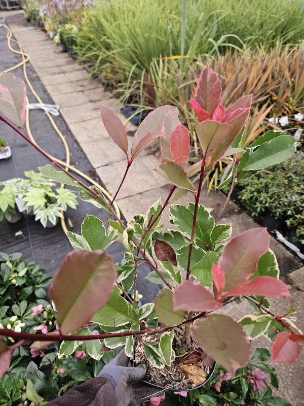 Photinia x fraseri 'Louise' 4 Photinia x fraseri 'Louise'