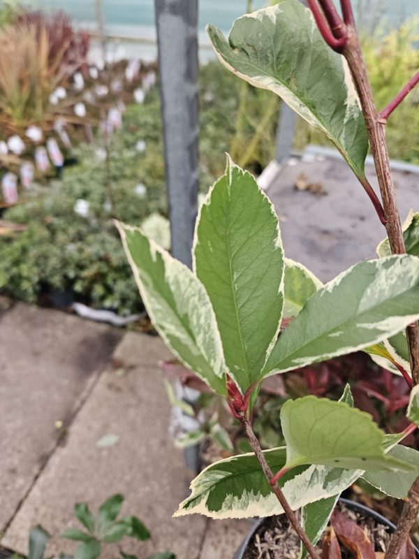 Photinia x fraseri 'Louise' 5 Photinia x fraseri 'Louise'