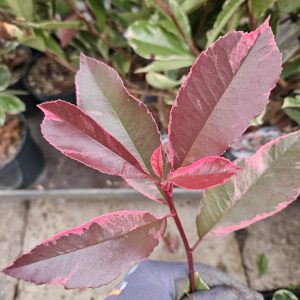 Photinia x fraseri 'Louise'