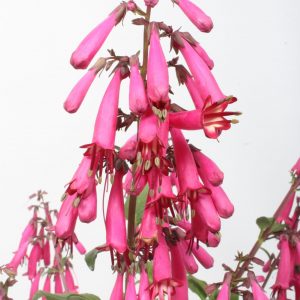 Phygelius capensis 'Candy Drops Deep Rose'