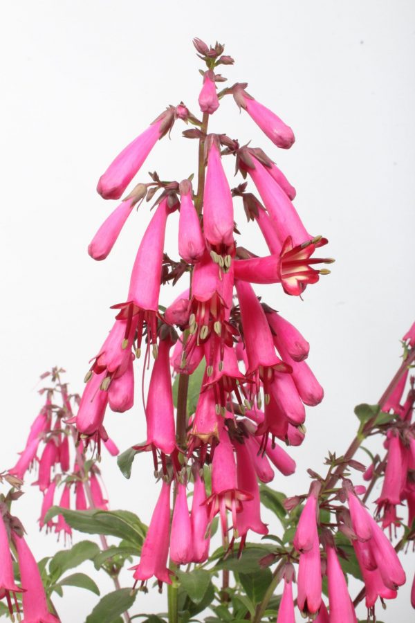 Phygelius capensis 'Candy Drops Deep Rose'